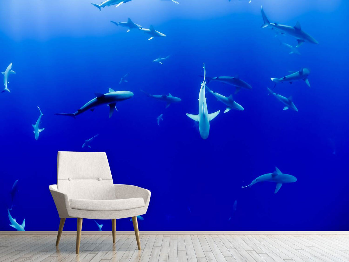 photo-wallpaper-in-the-shark-tank