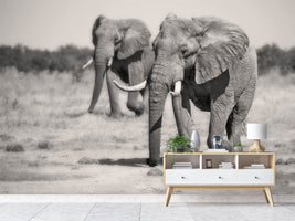 photo-wallpaper-twin-elephants-x