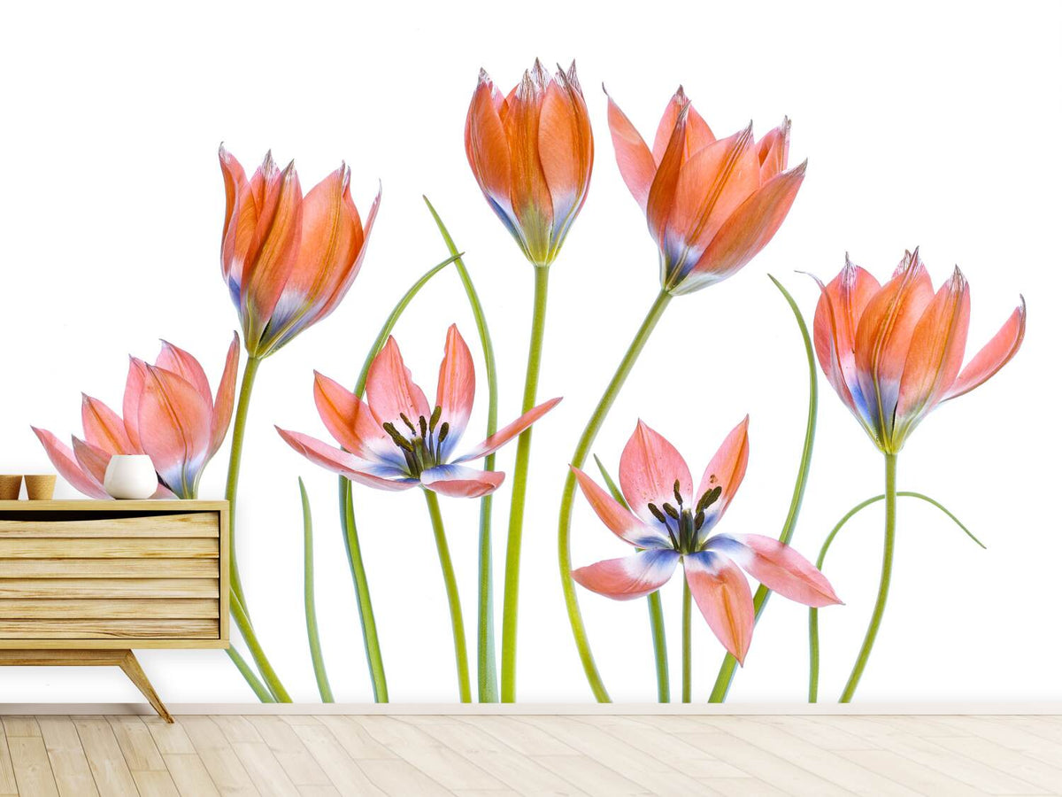 photo-wallpaper-apricot-tulips