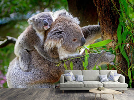 photo-wallpaper-mom-and-baby-koala