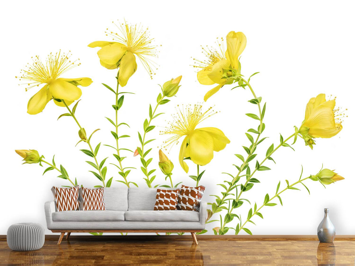 photo-wallpaper-hypericum-x