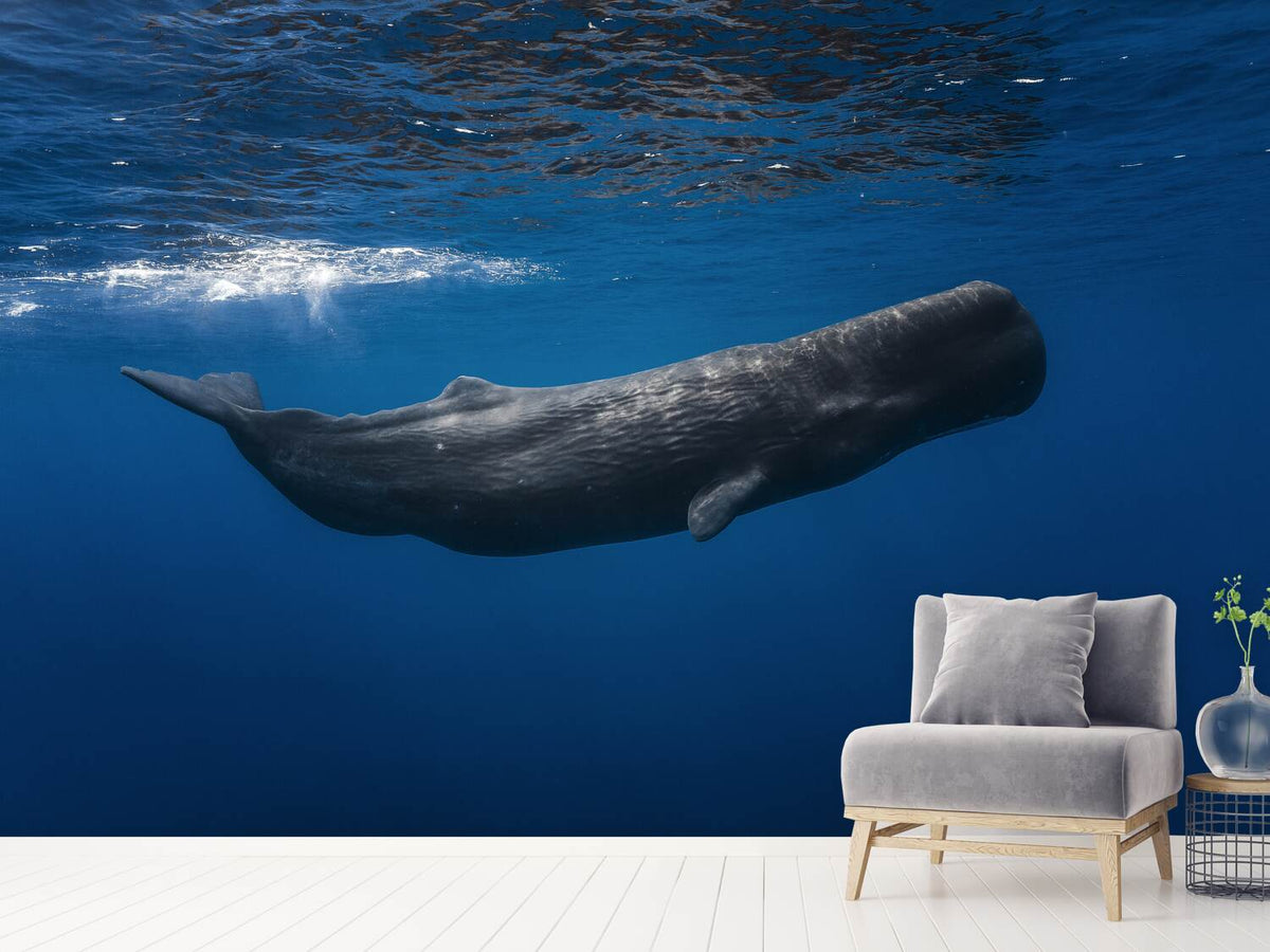 photo-wallpaper-sperm-whale