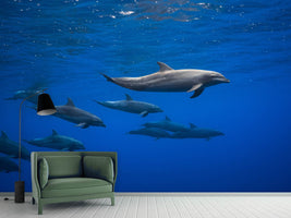 photo-wallpaper-dolphins-x