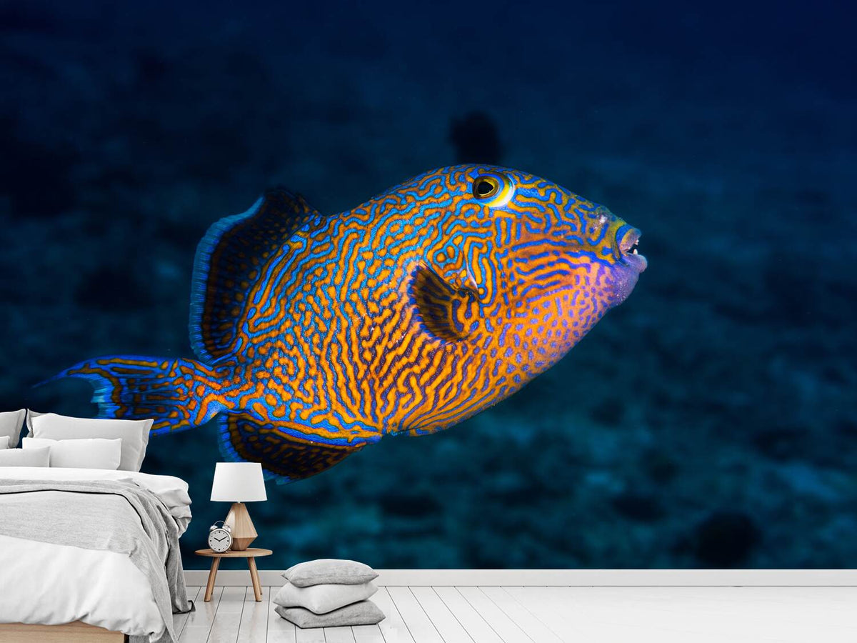 photo-wallpaper-blue-triggerfish