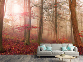 photo-wallpaper-forest-scene-x