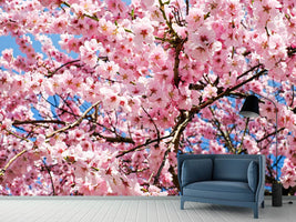 photo-wallpaper-wonderful-japanese-cherry