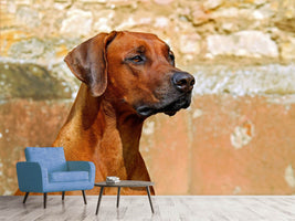 photo-wallpaper-watchful-rhodesian-ridgeback