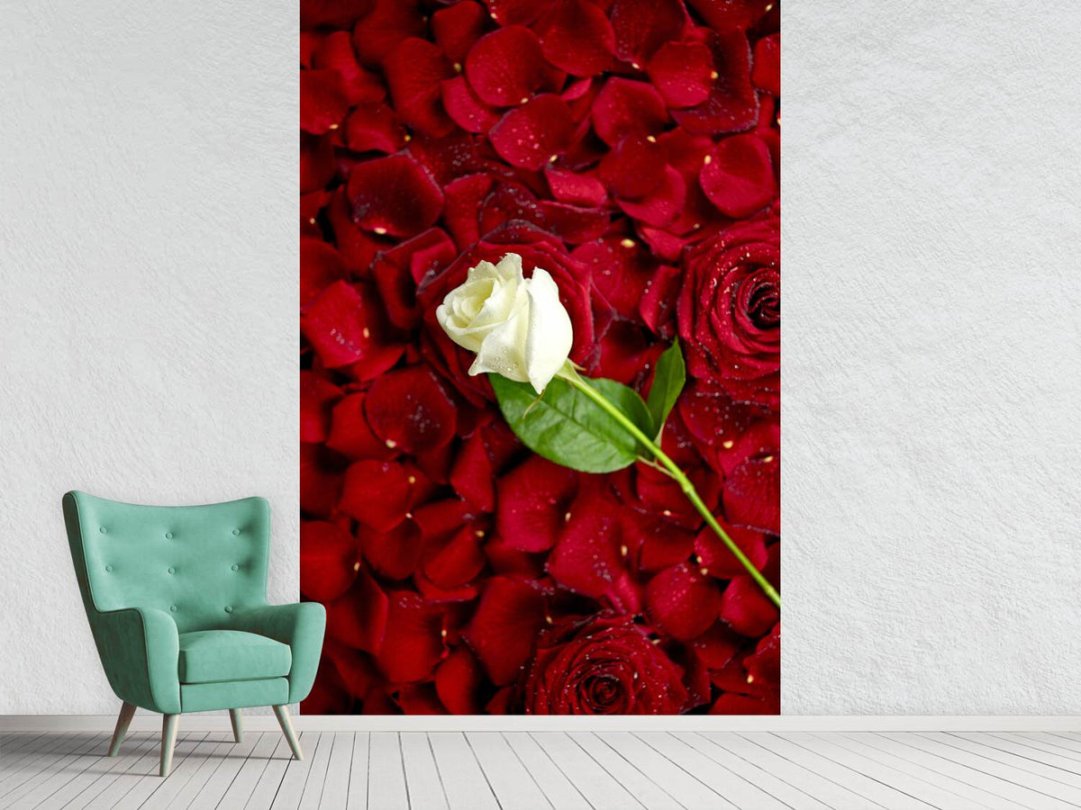 photo-wallpaper-bed-of-roses