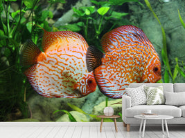 photo-wallpaper-2-fish