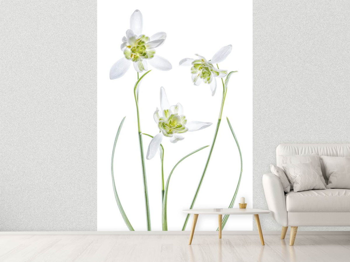 photo-wallpaper-galanthus-flore-pleno