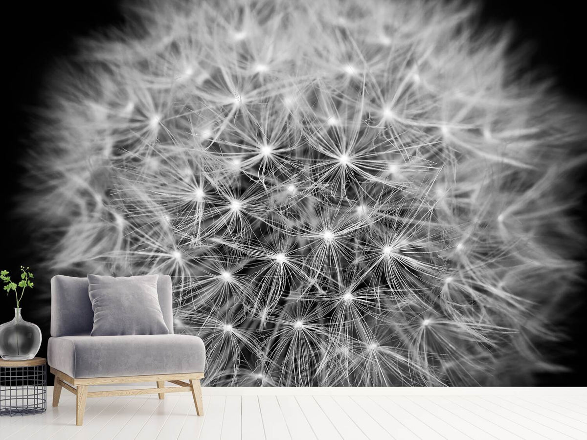 photo-wallpaper-dandelion-in-xxl