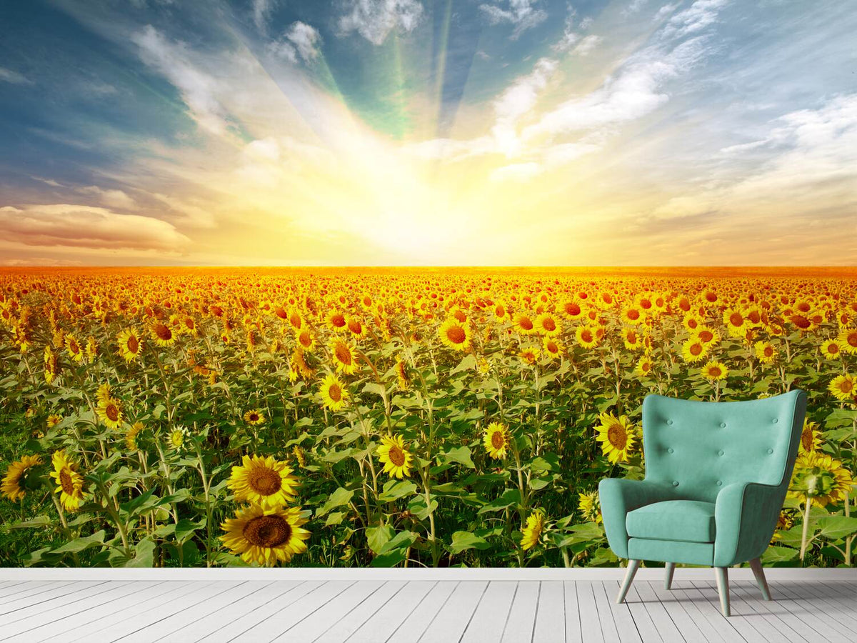 photo-wallpaper-a-field-full-of-sunflowers