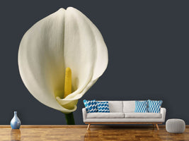 photo-wallpaper-proud-calla