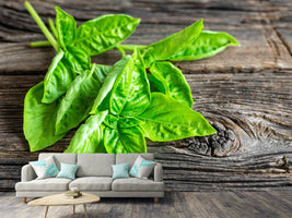 photo-wallpaper-basil-leaves-ii