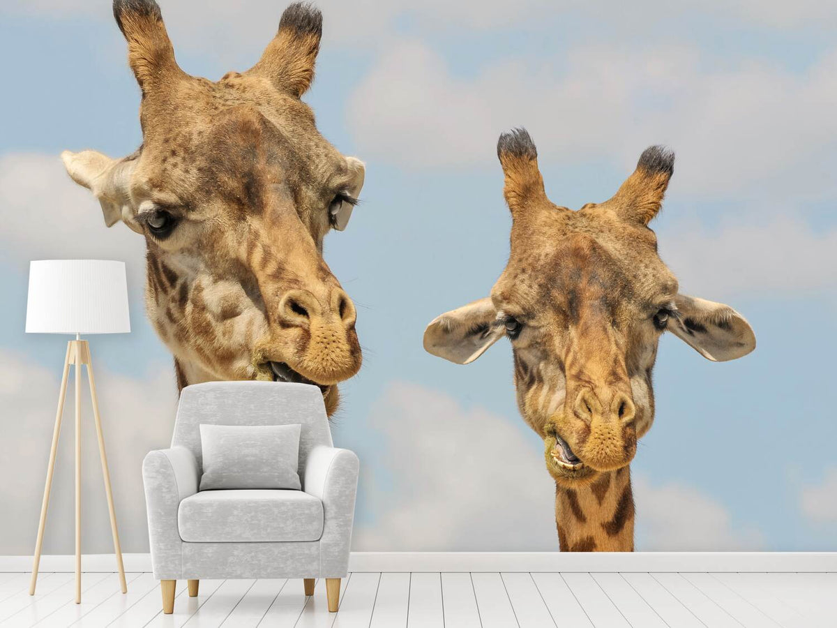 photo-wallpaper-2-giraffes