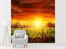 photo-wallpaper-the-vineyard-at-sunset