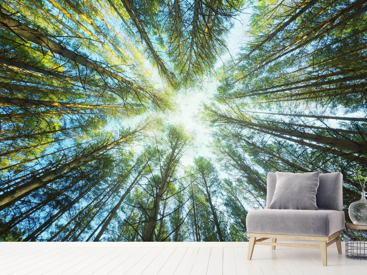 photo-wallpaper-pine-forest