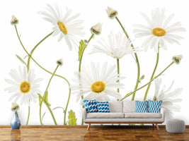 photo-wallpaper-ox-eye-daisies