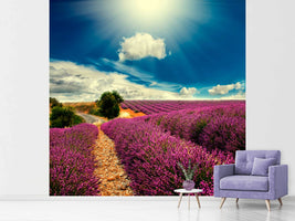 photo-wallpaper-the-lavender-valley