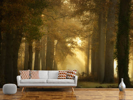 photo-wallpaper-forever-forest-x