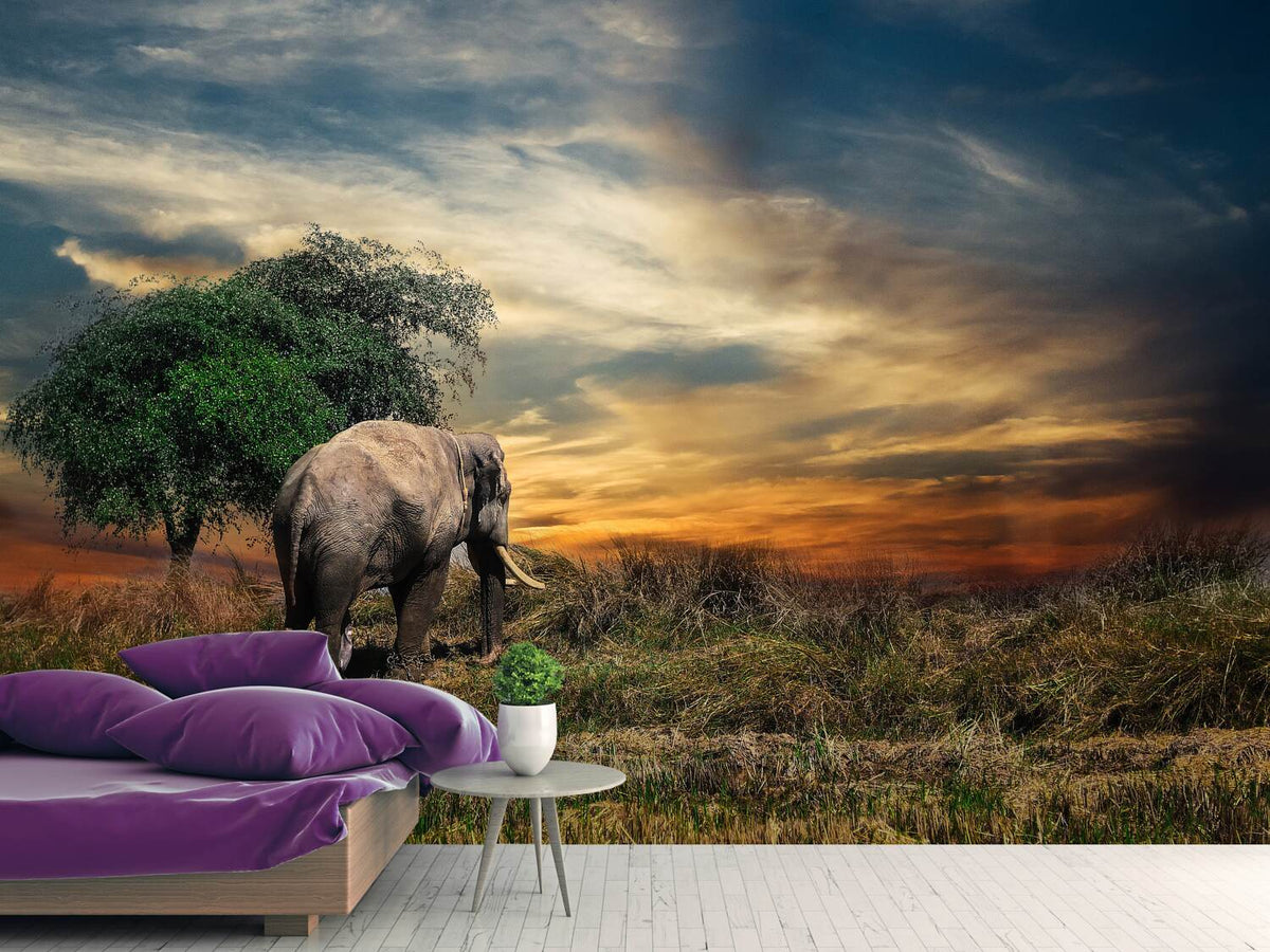 photo-wallpaper-the-elephant-in-the-sunset