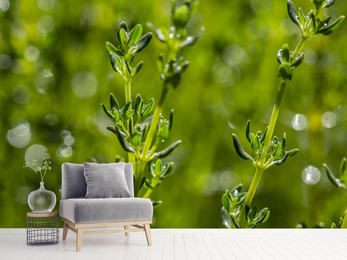 photo-wallpaper-fresh-thyme