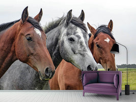 photo-wallpaper-the-horse-trio