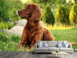 photo-wallpaper-attentive-irish-setter