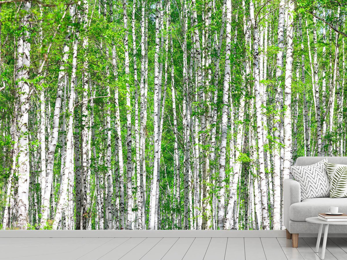 photo-wallpaper-the-birch-forest