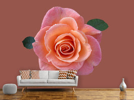 photo-wallpaper-rose-in-apricot-xxl