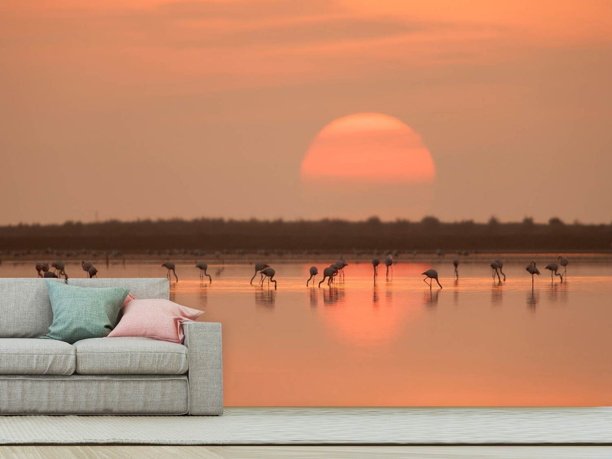 photo-wallpaper-flamingos-at-sunrise-x