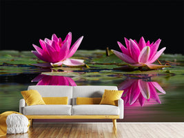 photo-wallpaper-water-lilies-duo-in-pink