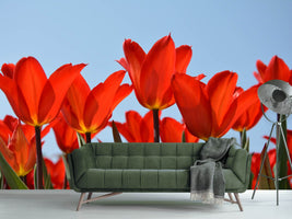 photo-wallpaper-red-tulips-xl