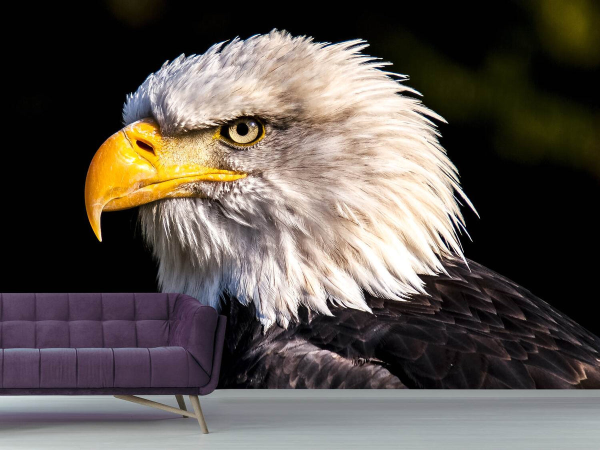 photo-wallpaper-the-eagle-head