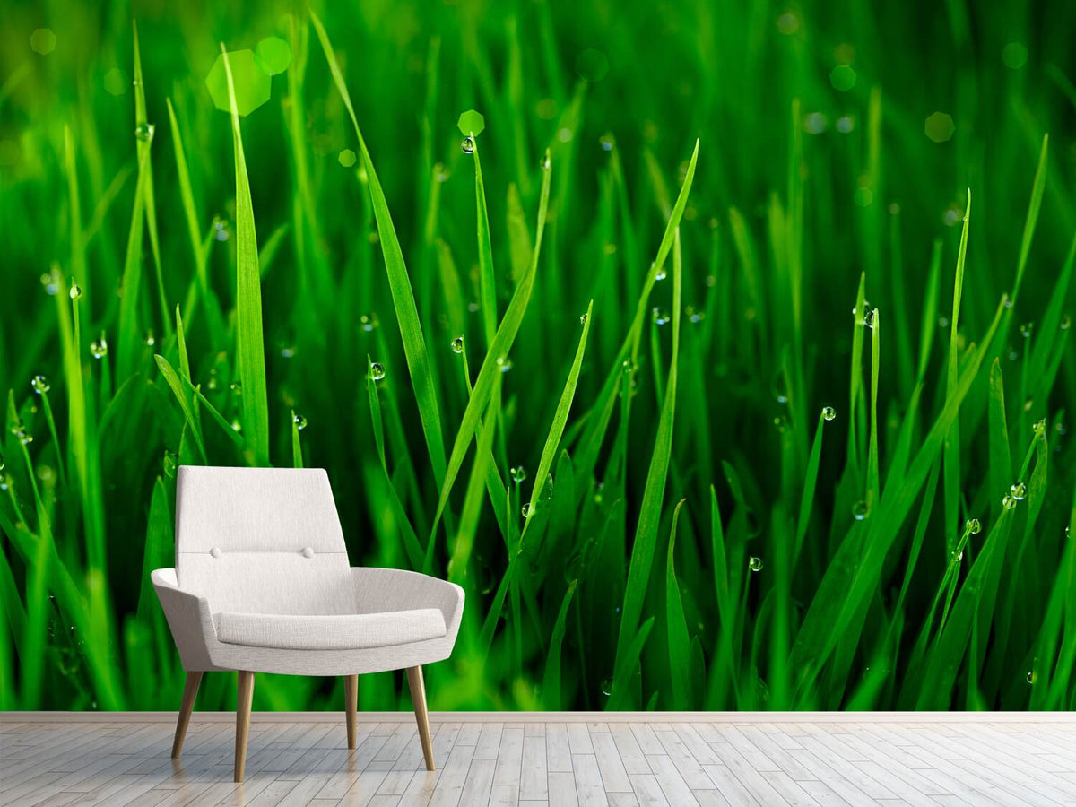 photo-wallpaper-grass-with-morning-dew