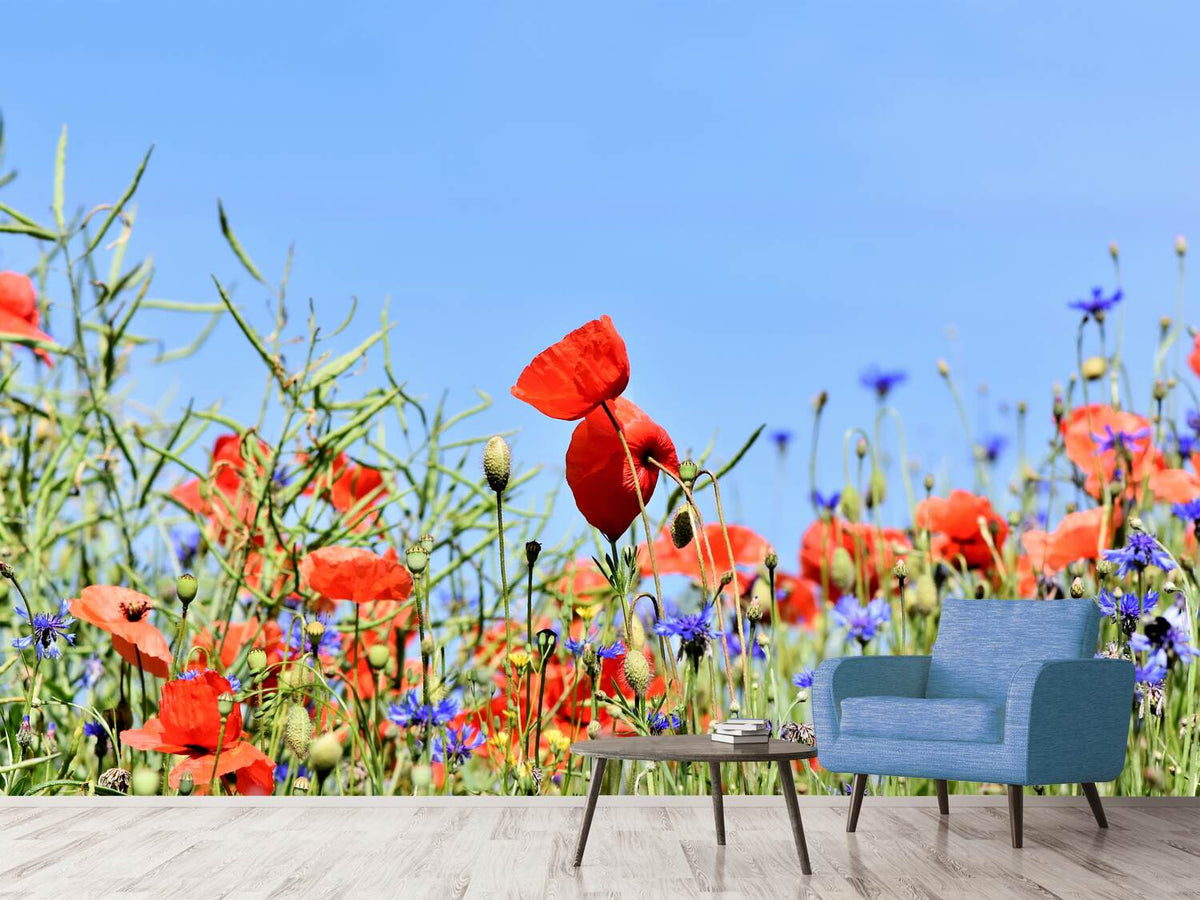 photo-wallpaper-the-poppy-in-the-flower-meadow