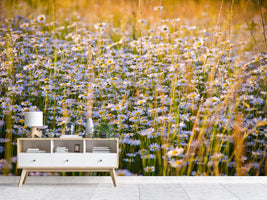 photo-wallpaper-a-field-full-of-camomile