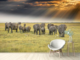 photo-wallpaper-for-the-love-of-elephants-x