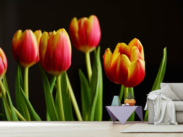 photo-wallpaper-colorful-tulips