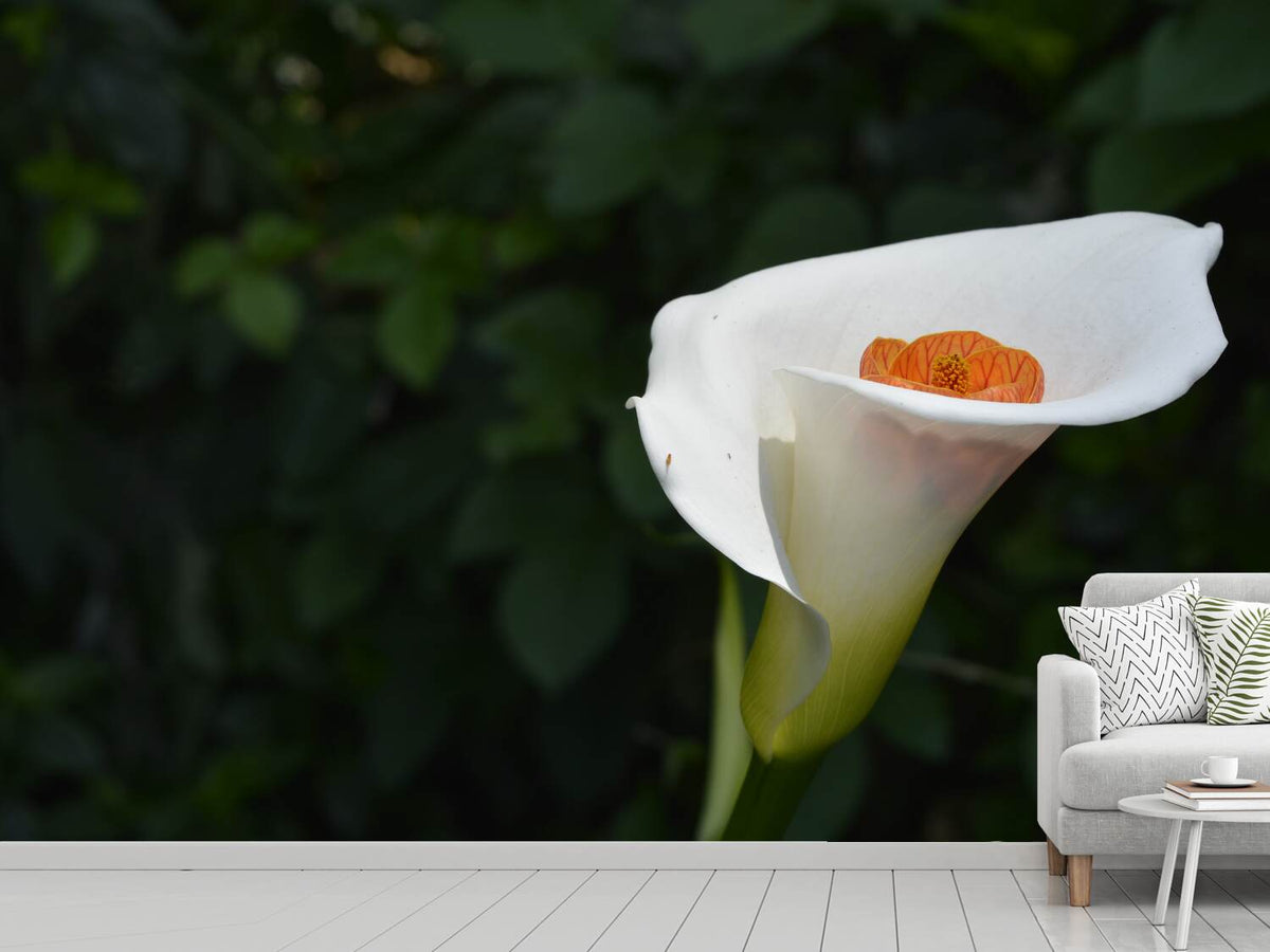 photo-wallpaper-xl-calla-in-white