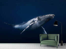 photo-wallpaper-humpback-whale-in-blue-x