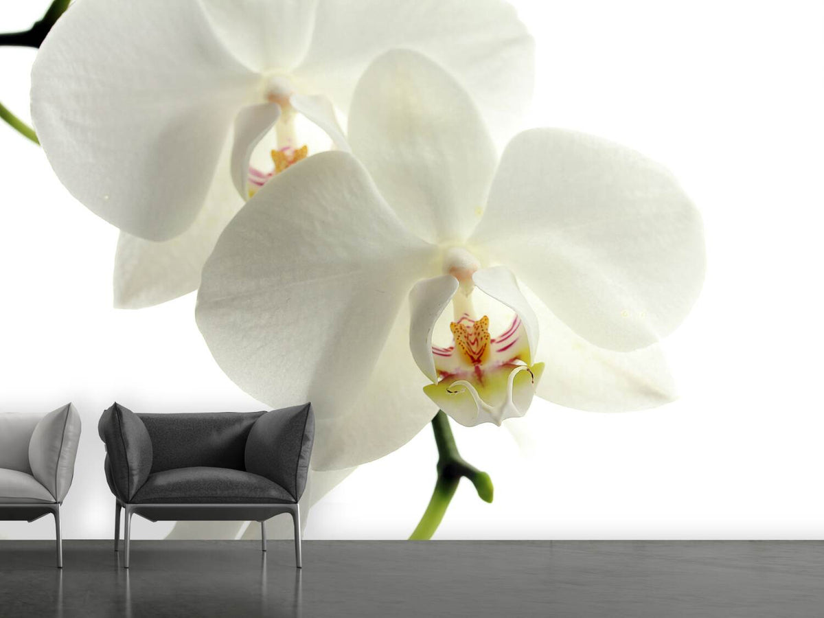 photo-wallpaper-orchids-bloom