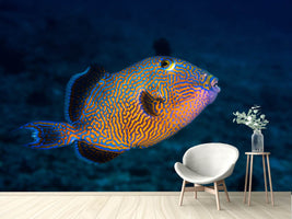 photo-wallpaper-blue-triggerfish