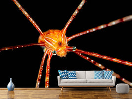 photo-wallpaper-spider-squat-lobster