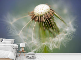 photo-wallpaper-dandelion-close-up