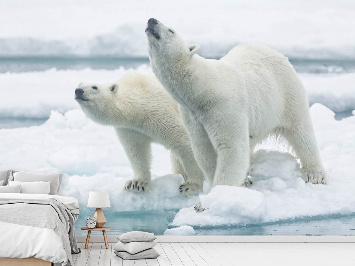 photo-wallpaper-polar-bears-mother-and-son-x