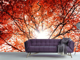 photo-wallpaper-light-of-autumn