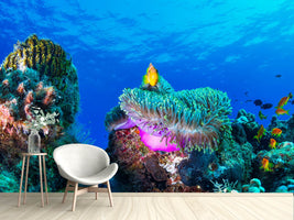 photo-wallpaper-sea-life