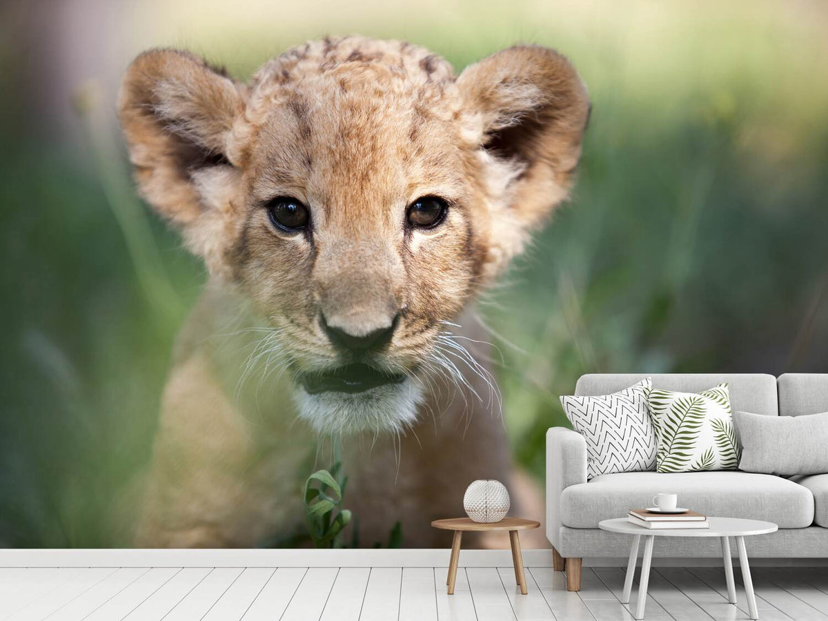 photo-wallpaper-lion-baby