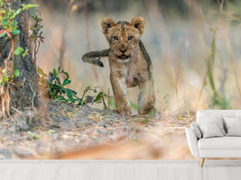 photo-wallpaper-cub-south-luangwa